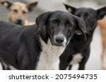 Portrait Of Stray Dogs With...