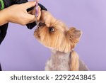 groomer haircut yorkshire terrier on the table for grooming in the beauty salon for dogs. process of final shearing of a dog's hair with scissors. muzzle of a dog view