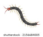 Illustration of a living insect centipede.