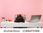 Young frustrated exhausted woman laid her head down on the table sit work at white desk with contemporary pc laptop isolated on pastel pink background. Achievement business career concept. Copy space