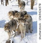 Small photo of Timber wolves or grey wolves Canis lupus, timber wolf pack standing in the snow in Canada