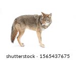 A Lone Coyote Canis Latrans...