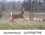 White Tailed Deer Buck Running...