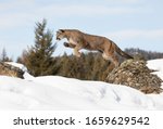 Cougar Or Mountain Lion  Puma...