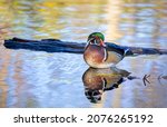 Wood Duck Male Resting On A...