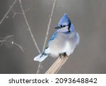 Blue Jay  portrait (Cyanocitta cristata) perched on a branch in winter.
