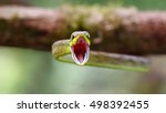 Green Parrot Snake With Open...