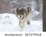 A Lone Timber Wolf Or Grey Wolf ...