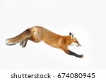 Red Fox  Vulpes Vulpes  With A...