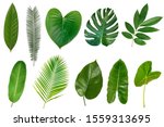 Set of tropical leaves isolated ...