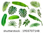 Set Of Tropical Leaves Isolated ...