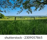 meadow with long grass, trees and fence during sunny day