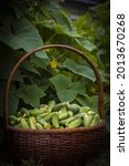 cucumbers basket harvest. fresh ... | Shutterstock . vector #2013670268