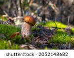 small porcini mushroom grows.... | Shutterstock . vector #2052148682