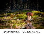 small porcini mushroom grow in... | Shutterstock . vector #2052148712