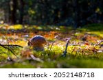 small cep mushroom silhouette... | Shutterstock . vector #2052148718