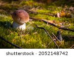 small cep mushroom grow in moss ... | Shutterstock . vector #2052148742