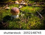 small cep mushroom grow in moss ... | Shutterstock . vector #2052148745