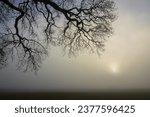 Small photo of Scary oak tree branches in the fog in winter as tree burial and natural burial concept.