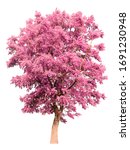 Isolated Tree With Pink Leaves...