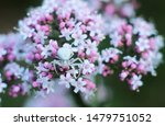Pink Verbena Inflorescence And...