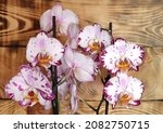 Small photo of Blooming Bernadette Phalaenopsis orchid on a wooden background, selective focus, blurred background, horizontal orientation.