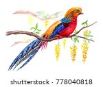 Golden Pheasant On A Branch Of...