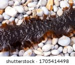 Small photo of Sea kale, seaweed, saccharina latissima, phaeophyceae, laminariaceae. Brown ocean algae, sugar kelp thallus or sea belt on stones