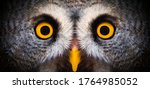 Small photo of Big yellow eyes of a owl close-up. Great owl eyes looking at camera. Strigiformes nocturnal birds of prey, binocular vision