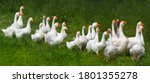 Flock of domestic geese on a...