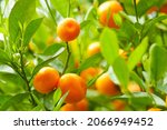 Kumquat. Tangerine Garden ...