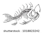 Skeleton of an Anglerfish image - Free stock photo - Public Domain ...