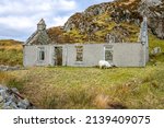 Derelict Cottage with a grazing sheep on the Isle of Harris, Scotland