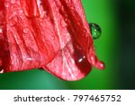 Red Flower Petal Of Hibiscus ...