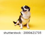 Portrait of cute puppy chihuahua in glasses, gold chain, hat. Little smiling dog on bright trendy yellow background. Free space for text.