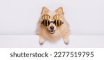 Small photo of Portrait of cute puppy purebred pomeranian spitz in funny glasses. Little smiling dog spitz on gray background. Free space for text. Dog for advertising tape. Big boss concept.