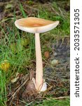 Small photo of Orange Grisette - Amanita crocea, large fungus cap in Exmoor woodland