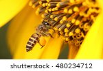 Bees Collect Pollen