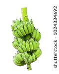 Green Bananas Isolated On White ...