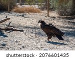 A Cinereous Vulture In Palm...