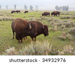 bison in lamar valley