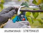 Pruning Fruit Trees By Pruning...