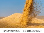 Combine Harvester Pours Corn...