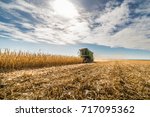 Harvesting Of Corn Field With...