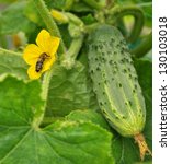 Bee In The Flower Of Cucumber...
