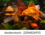 Golden fish and other fish in...