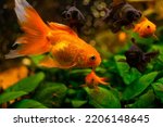 Black moor goldfish and common  ...