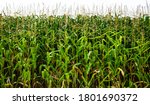 Corn Stalk Background.green...