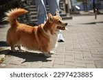 Small photo of Cute brown corgi dog walking on a leash in the city. Adorable young Pembroke Welsh Corgi with the owner