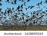 Small photo of Massive flock of migratory Barnacle Goose take of from their stopover site on coastal meadow in Matsalu national park, western Estonia. Focus is on the nearest birds in upper part of image